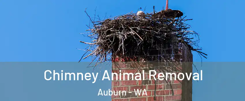 Chimney Animal Removal Auburn - WA