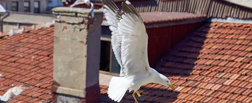 Residential Chimney Animal Removal Solution in Auburn, WA