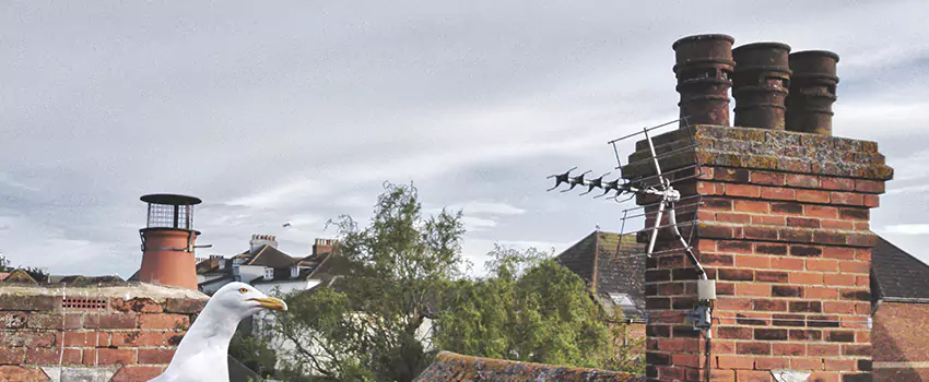 Chimney Cleaning And Restoration in Auburn, Washington